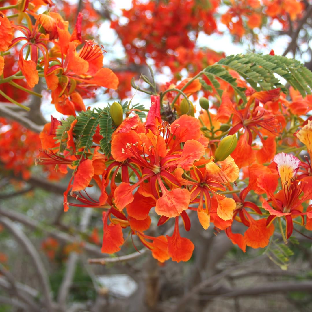 M-Tech Gardens Gulmohar Flowering Plant (Red Gulmohar, Hybrid) Exotic 1 Live Ornamental Plant (B0CLGPVG7L) Amazon Price History, Amazon Price Tracker