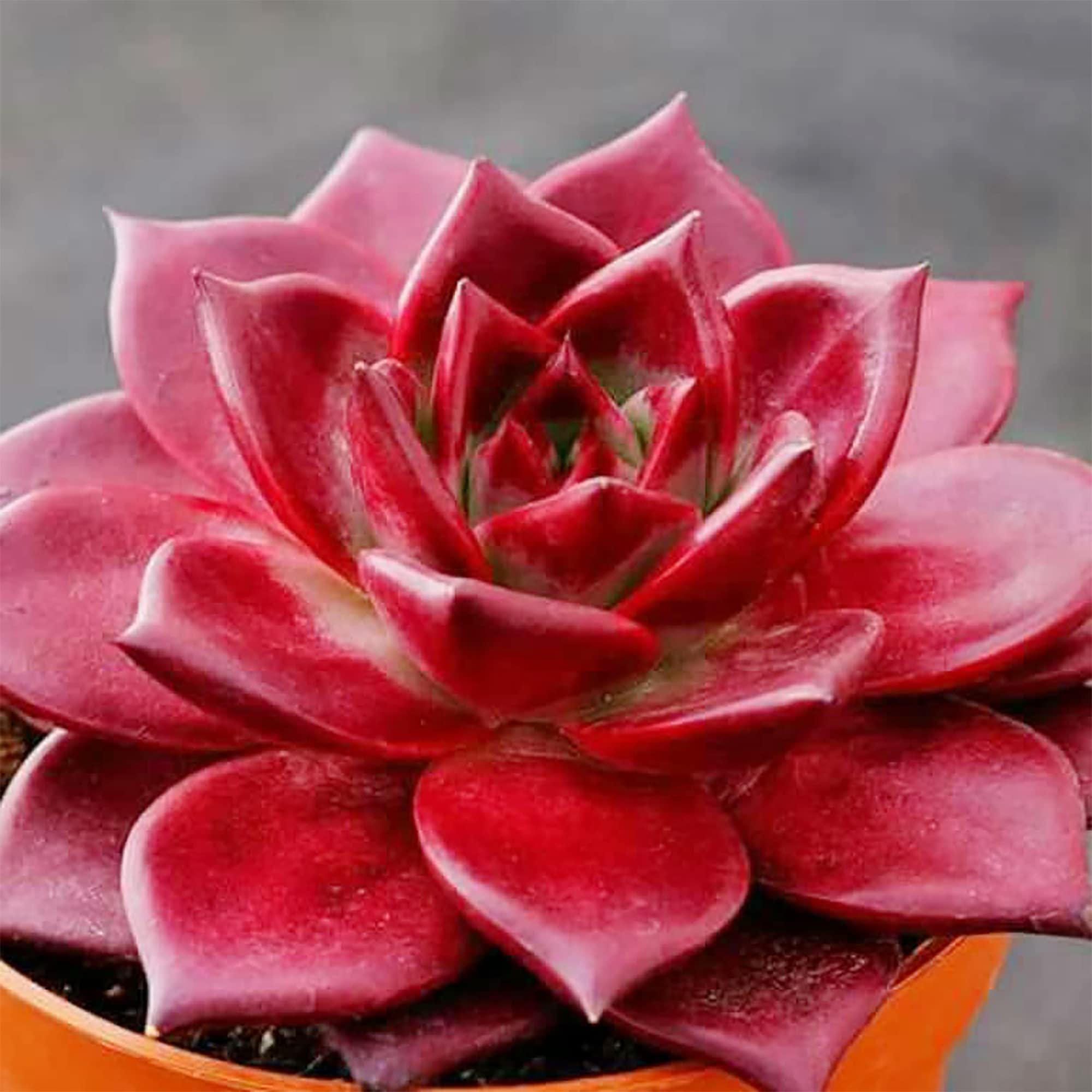 ceramic plant pot and saucer Ceramic Planter & Wavy Saucer