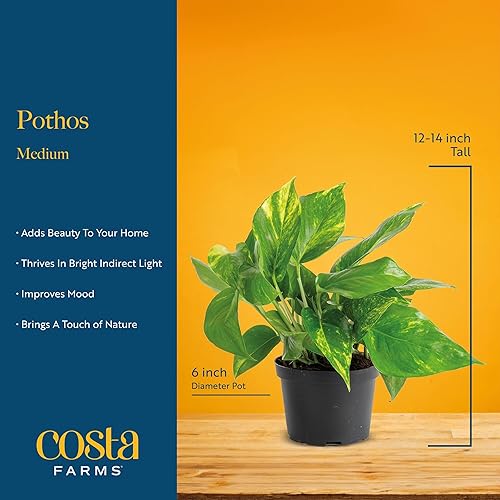 Miniatura 4 de Costa Farms Planta Live Pothos, hiedra del diablo surtida en maceta decorativa, fácil de mantener, planta de interior purificadora de aire,