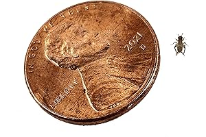 500 Count Pinhead Banded Crickets for Reptile Feeding