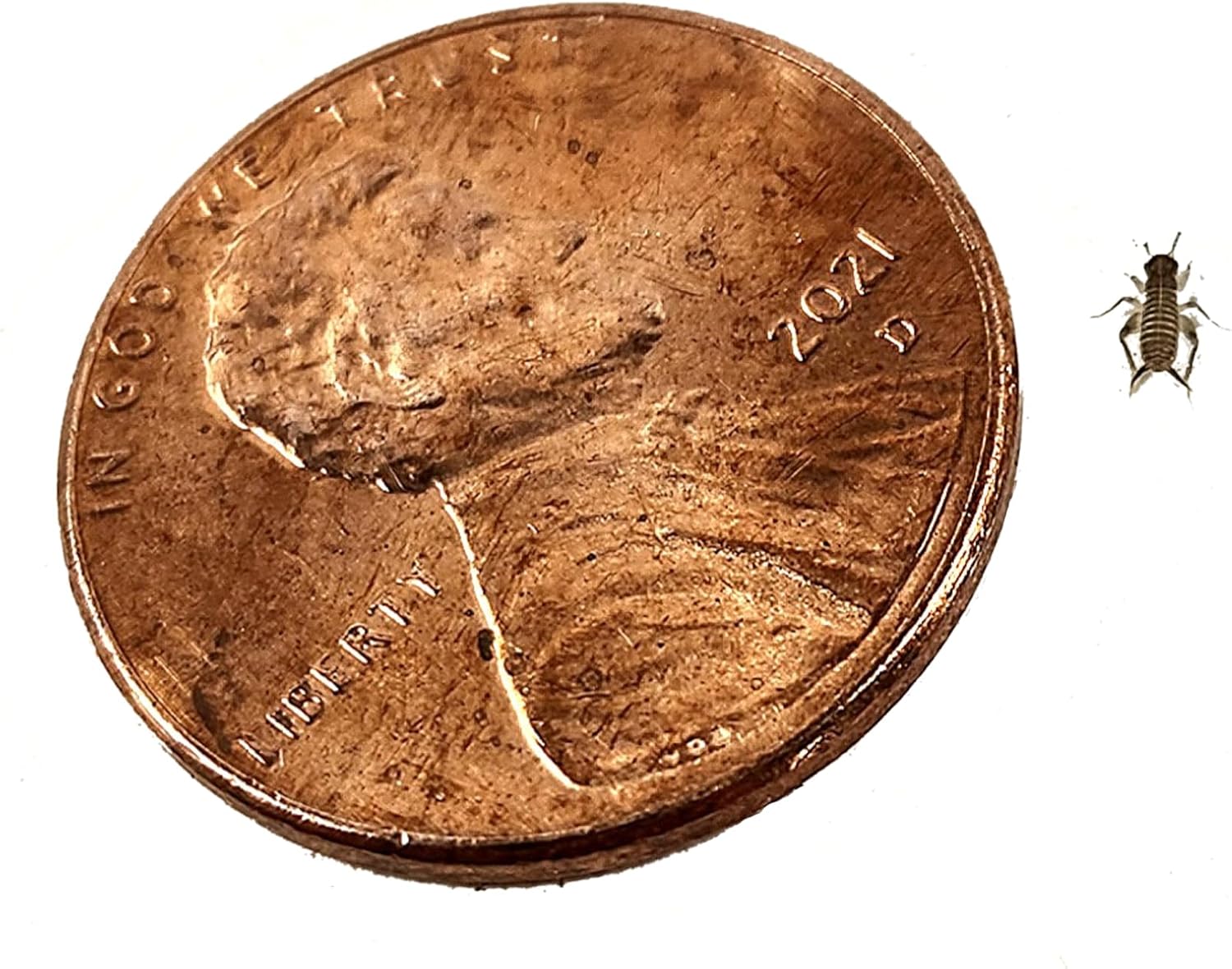 Josh’s Frogs Pinhead Banded Crickets (500 Count)