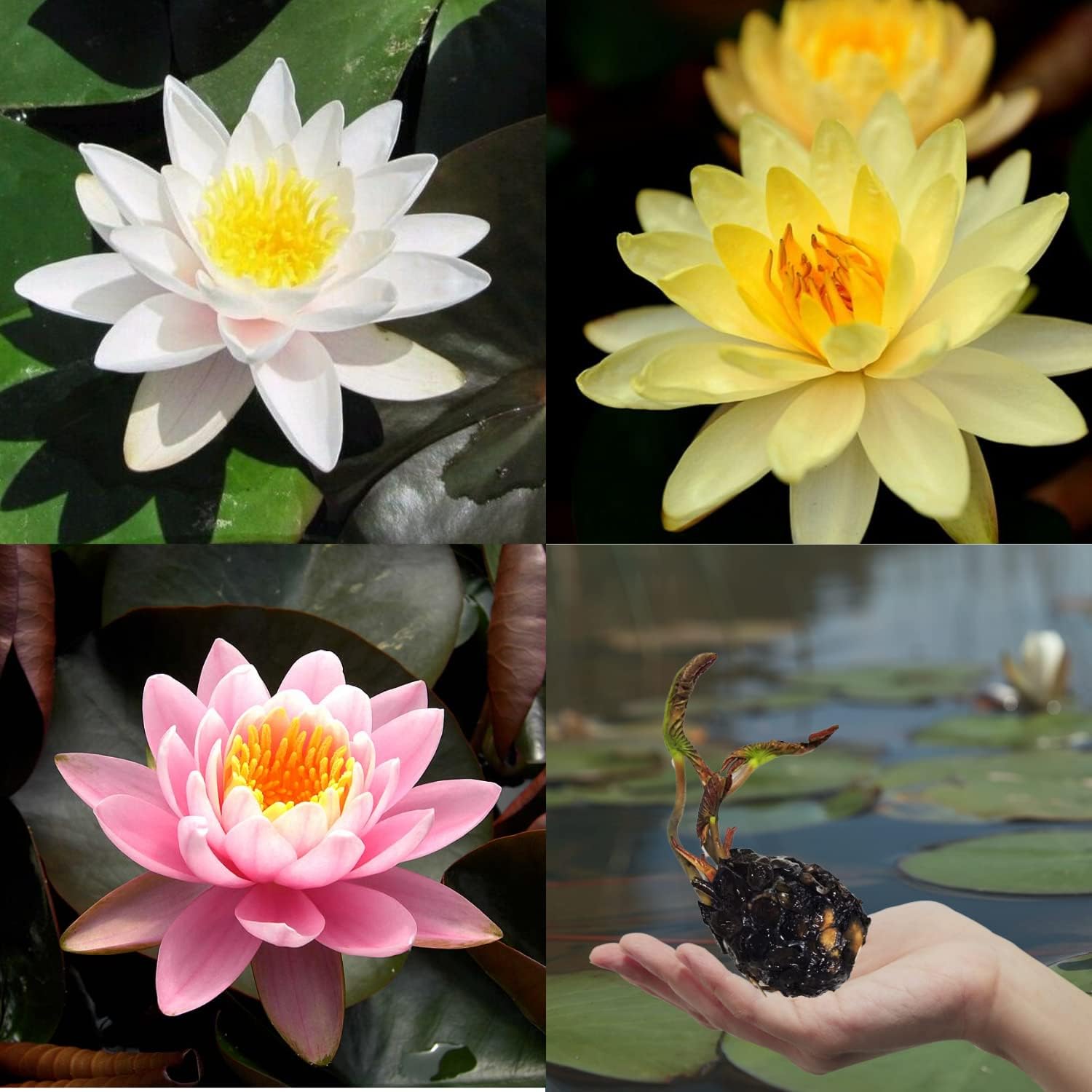 3 Pack Live Water Lily Tubers Freshwater Aquatic Plant Pond Garden Colorful by Greenpro