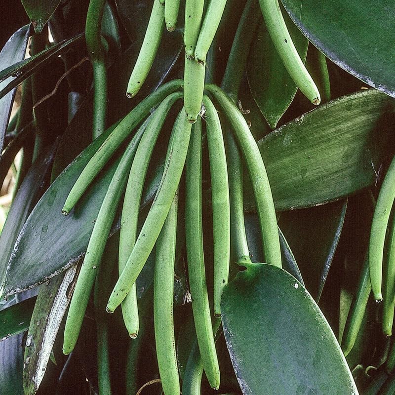 Green Vanilla Orchid Bean Plant - Live Vanilla Orchids for Indoor Outdoor Growing - 3 to 7 Inc Tall, No Pot