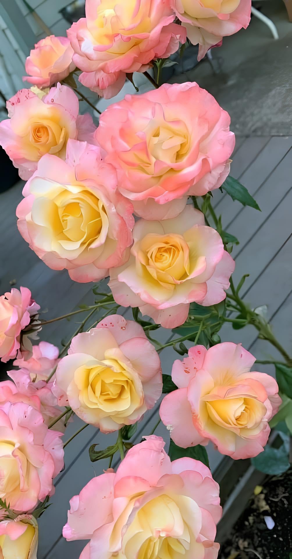 200+ SEEDS- Hybrid Climbing Rose Flower Mix Seeds, Year-Round Blooms - Image 2 thumbnail