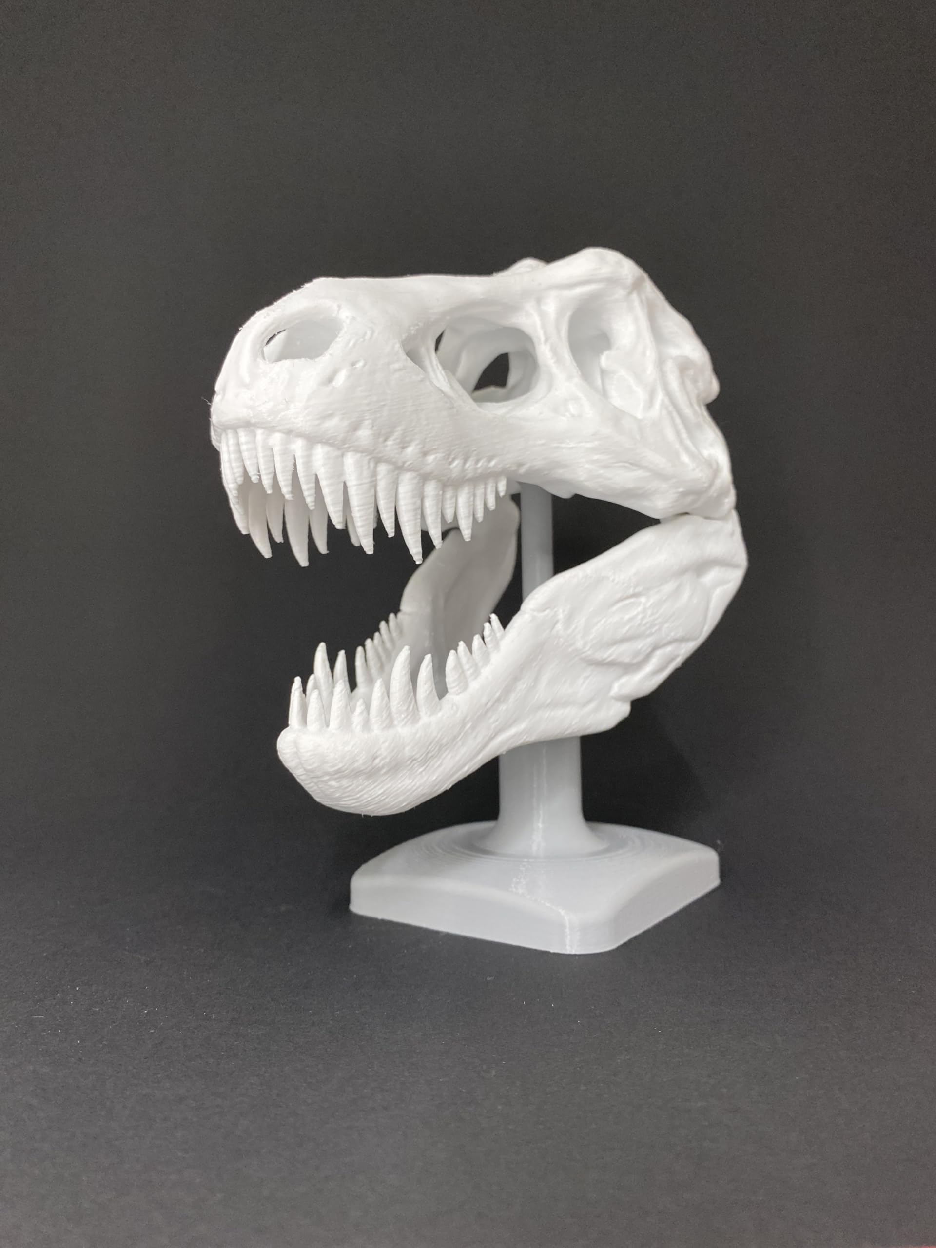 Amazon.com: Generic T-Rex Skull, Tyrannosaurus Rex Skull and