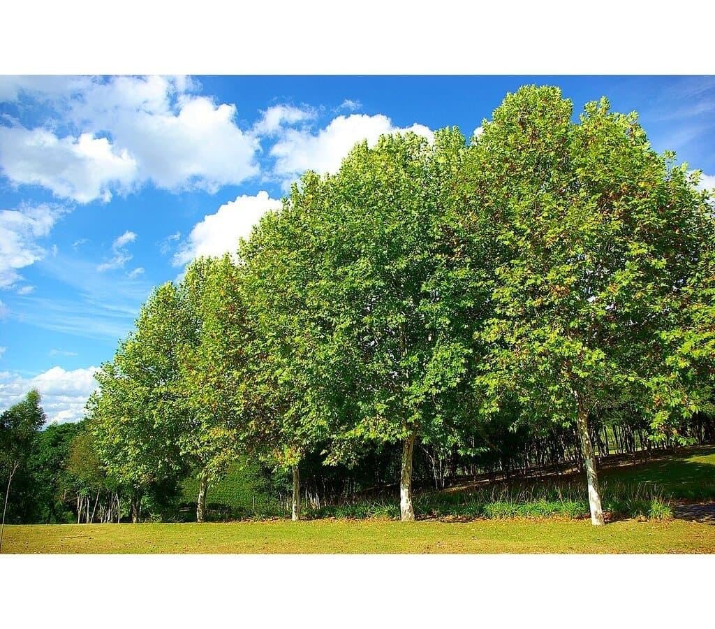 Garden Center Shop | Platanus Hispanica M25 250 cm | Plátano de Sombra de Rápido Crecimiento | Árbol Ornamental de Gran Porte | Ideal Jardines, Parques y Avenidas
