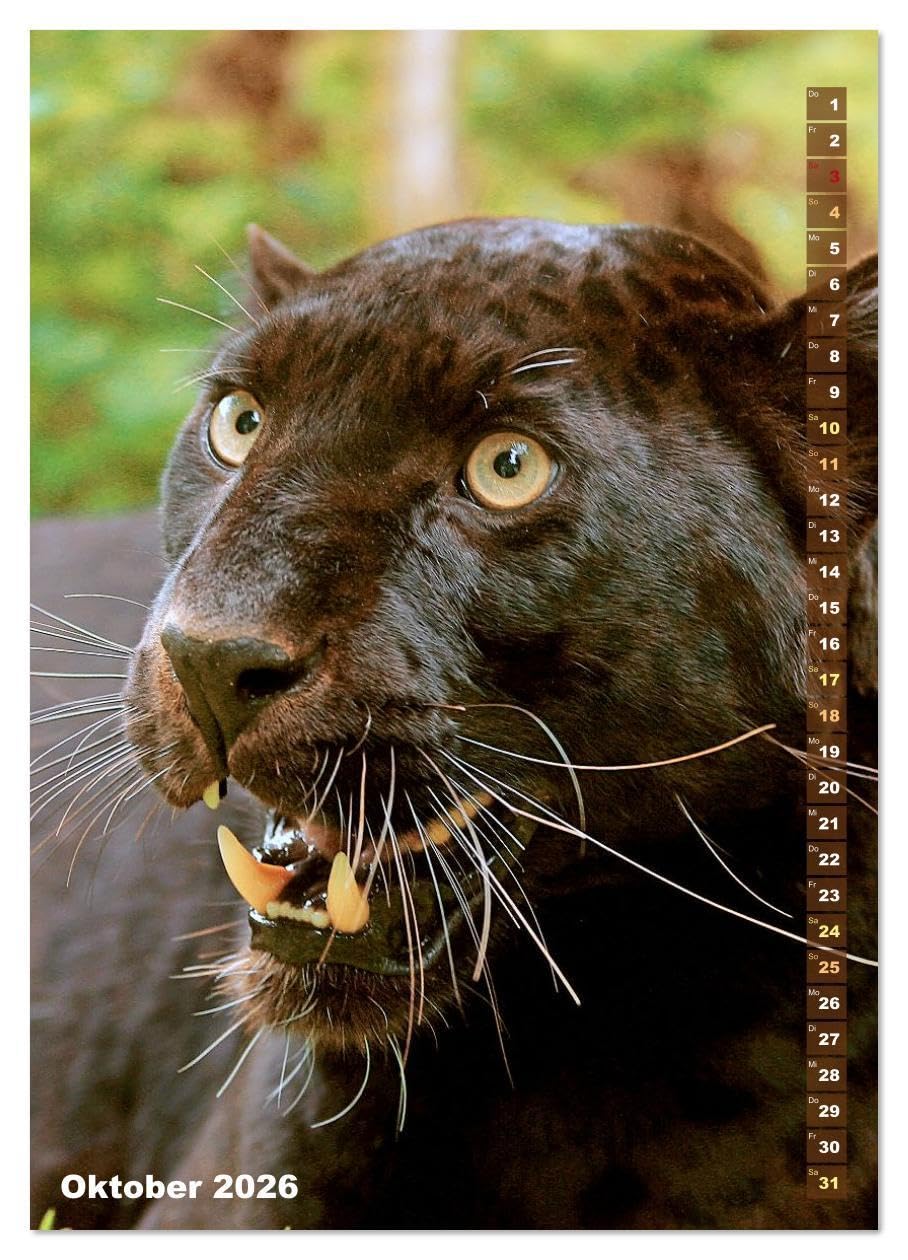 Raubkatzen: Die Jäger auf leisen Pfoten (hochwertiger Premium Wandkalender 2026 DIN A2 hoch), Kunstdruck in Hochglanz: Sprungkraft, Eleganz und Schönheit: Jaguar, Löwe und Tiger (CALVENDO Tiere)