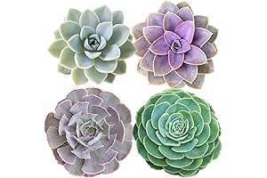 Thriving Petals: Easy-Care Succulent Mix