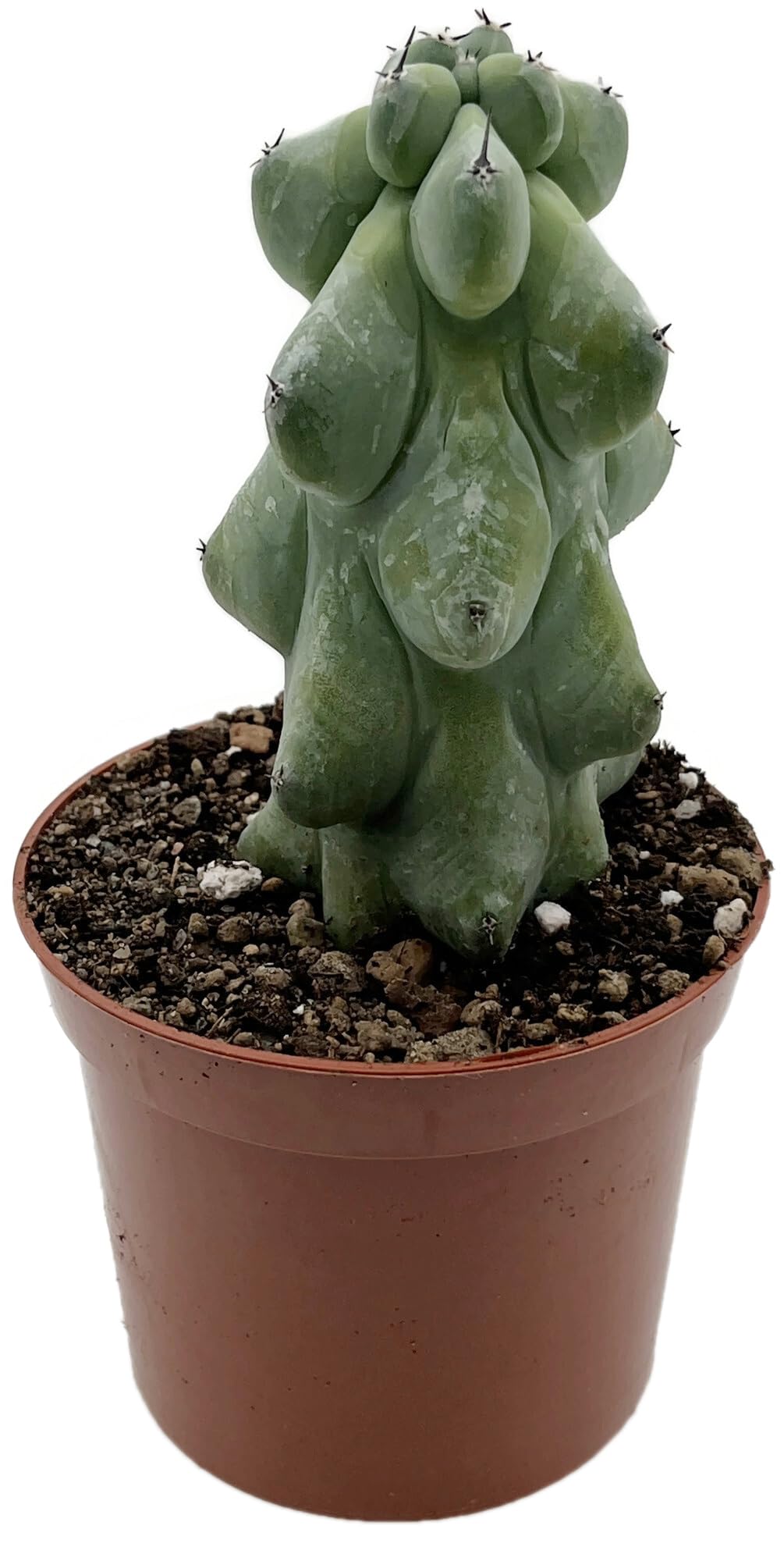 cactus resuma Cactus Affinity