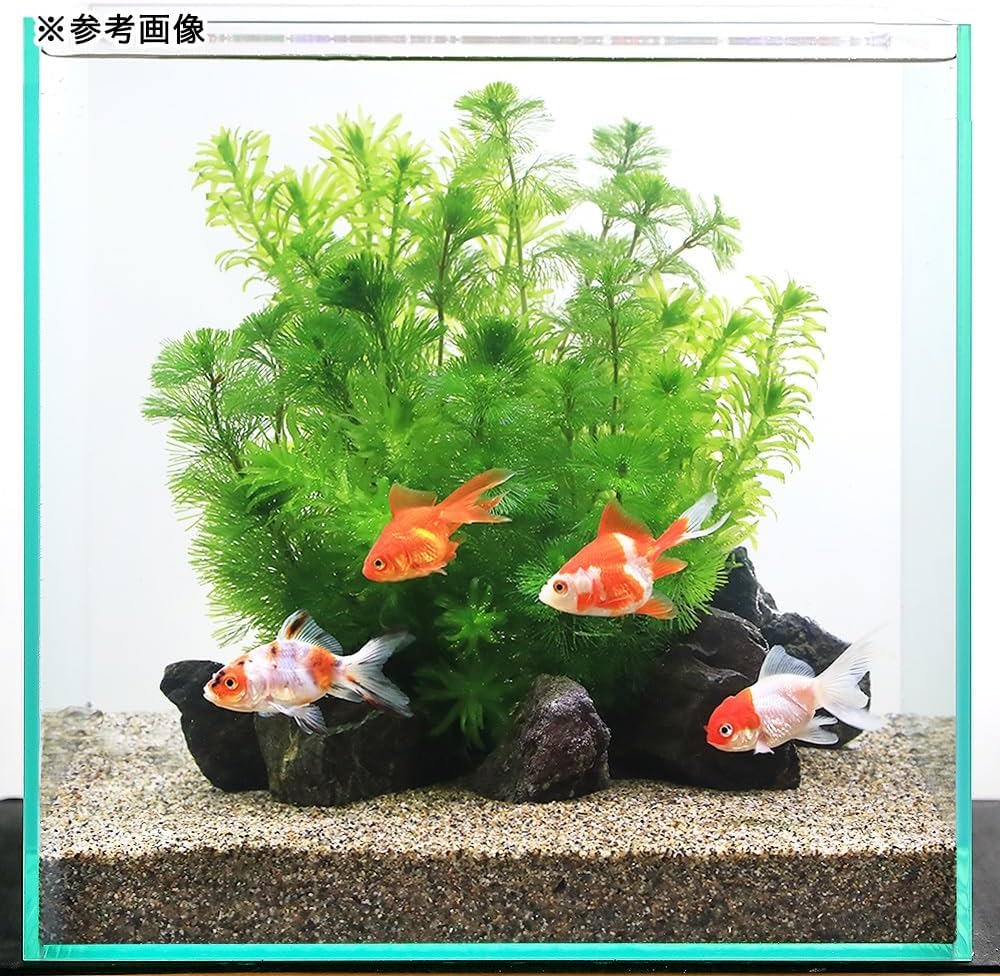 71d8xVt804L._AC_UF1000,