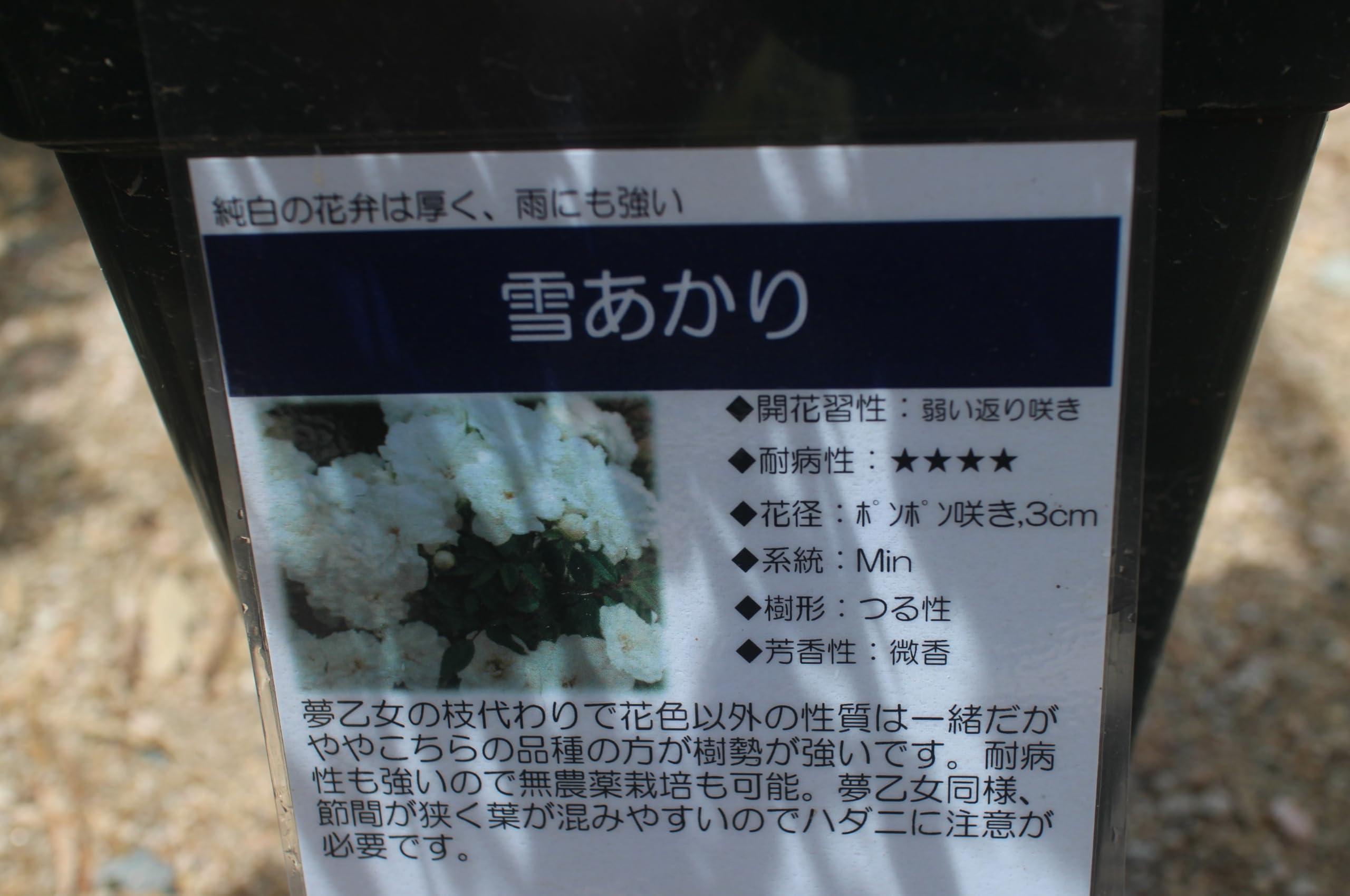 Amazon.co.jp: バラ苗 雪あかり, 純白 ミニバラ, つる性, 花径3cm