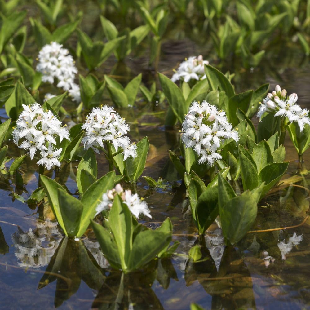 Menyanthes trifoliata Bogbean 9cm Pot x 3 - UK Native Aquatic Perennial with Star-Shaped White Flowers for Ponds & Bog Gardens - Thompson & Morgan