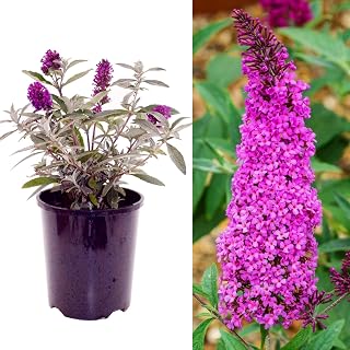 Buddleja Butterfly Towers Magenta Shrub - Strong Plant in a 9cm Pot - Buddleja Magenta Butterfly Bush (2 Plants)