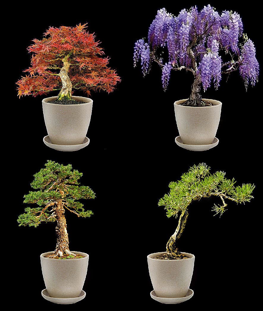 Royal Gardineer Bonsai Set: Bonsai-Anzuchtset, 4 Arten, Töpfe, Untersetzer, Clipper, Sprühflasche (Bonsais, Bonsai Anzucht, Gewächshaus)