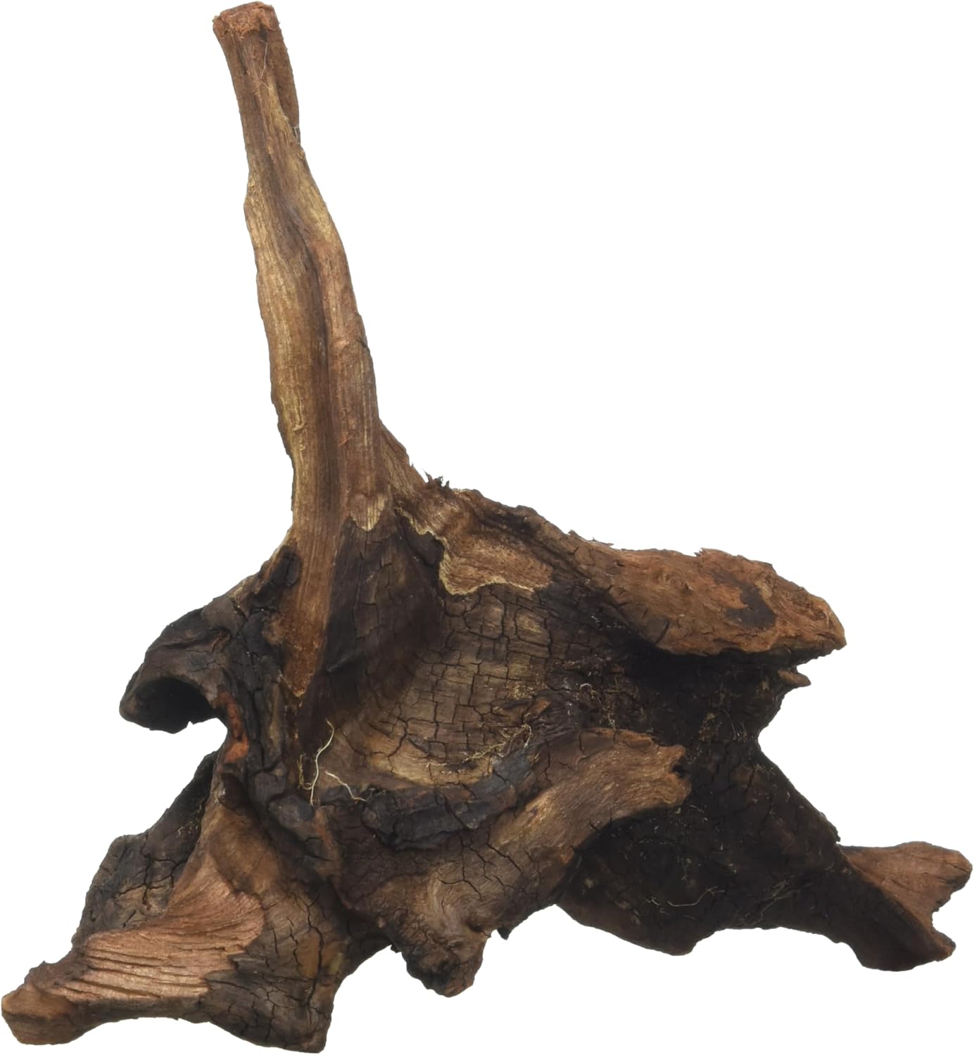 Mystic Wood, 15-20 cm