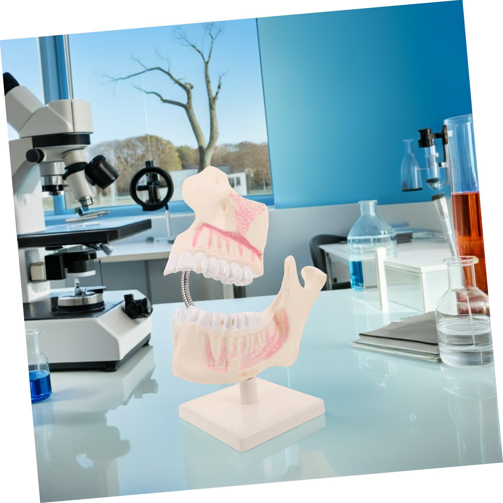 STOBAZA Modello di Denti Typodont per Odontoiatria Modello di Studio Dentistico in Plastica per Pratica Didattica Denti Finti per Apprendimento Orale