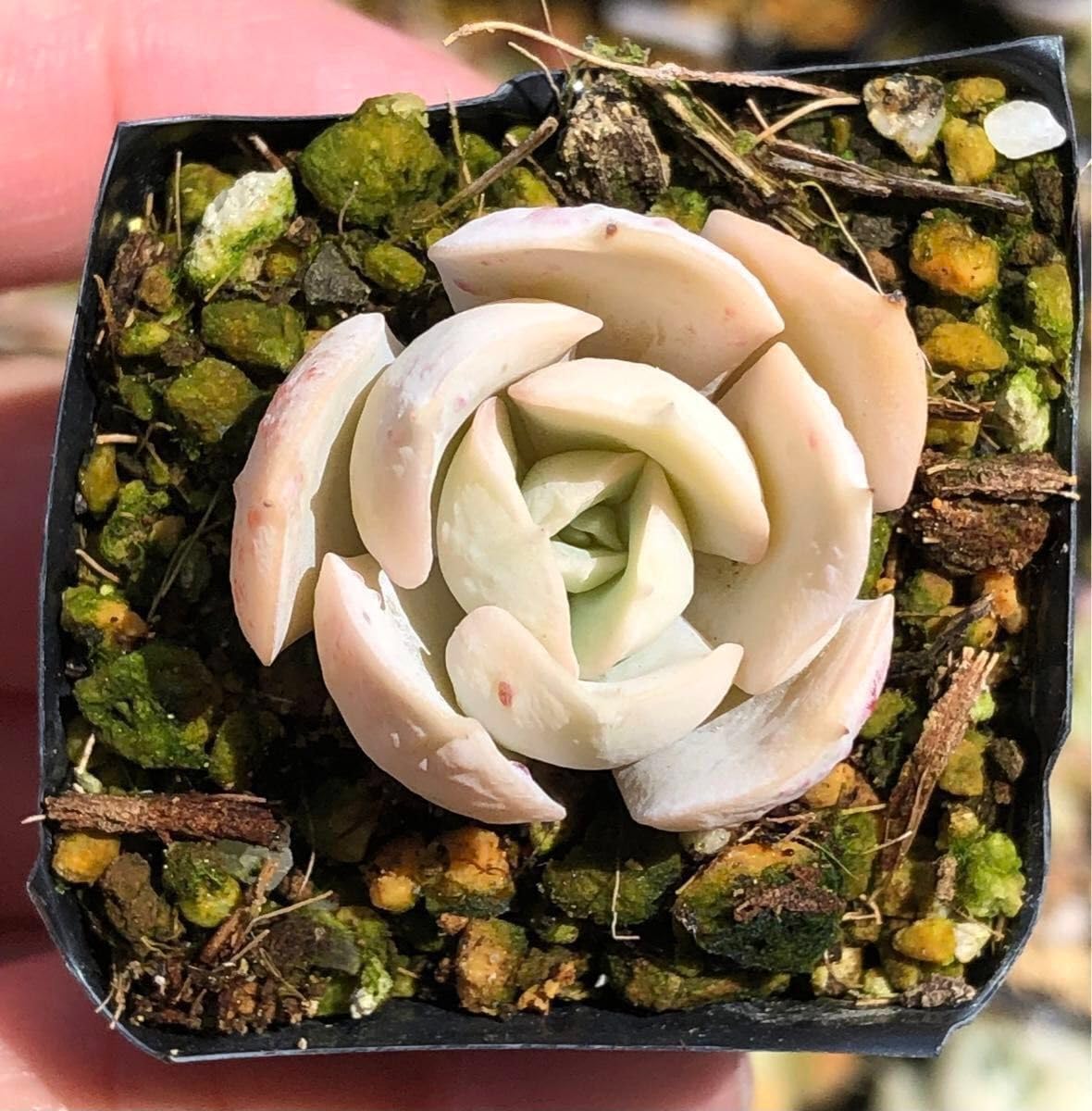 Amazon.co.jp: ホワイトラブローラ 抜き苗 エケベリア 多肉植物 : DIY