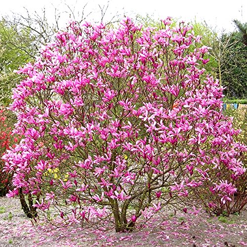 GardenersDream Magnolia 'Susan' Plant - Outdoor Garden Ready Flowering Shrub - Beautiful Deciduous Hardy Shrub for Gardens and Patios (9cm Pot, 20-30cm)