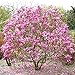 1 x Magnolie 'Susan' laubabwerfender buschiger Strauch, winterhart, Gartenpflanze im Topf. Inter I günstig Kaufen-1 x Magnolie 'Susan' laubabwerfender buschiger Strauch, winterhart, Gartenpflanze im Topf.