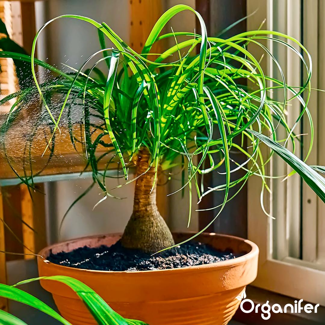 Fertilizante Líquido Orgánico 1L Para Pie De Elefante – Plantas Robusta Y Hojas Lujosas – Organifer