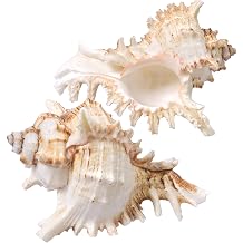 4pcs Large Conch Shell for Crafts, Big Natural Seashells, Medium Shells