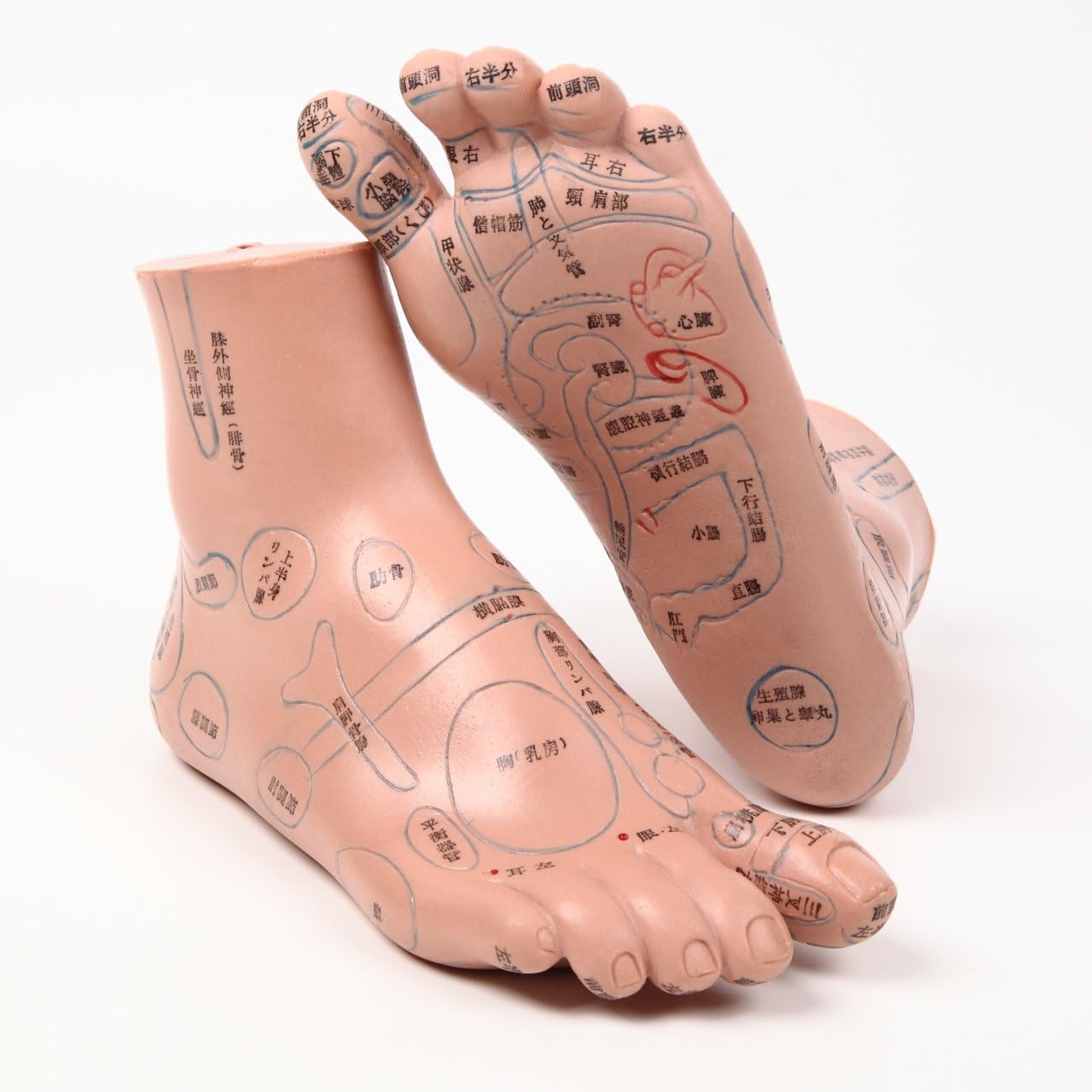 Amazon 日本語表記 足つぼ反射区模型 ２０ｃｍ 澄穏su On 人体模型 解剖モデル