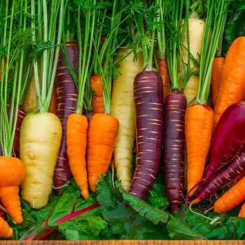 1500+ Rainbow Carrot Seeds for Fall Planting,Organic Heirloom Carrots Seeds Easy to Grow-Root Vegetable Seed for Fresh Eating & Juicing,in Gardens & Containers
