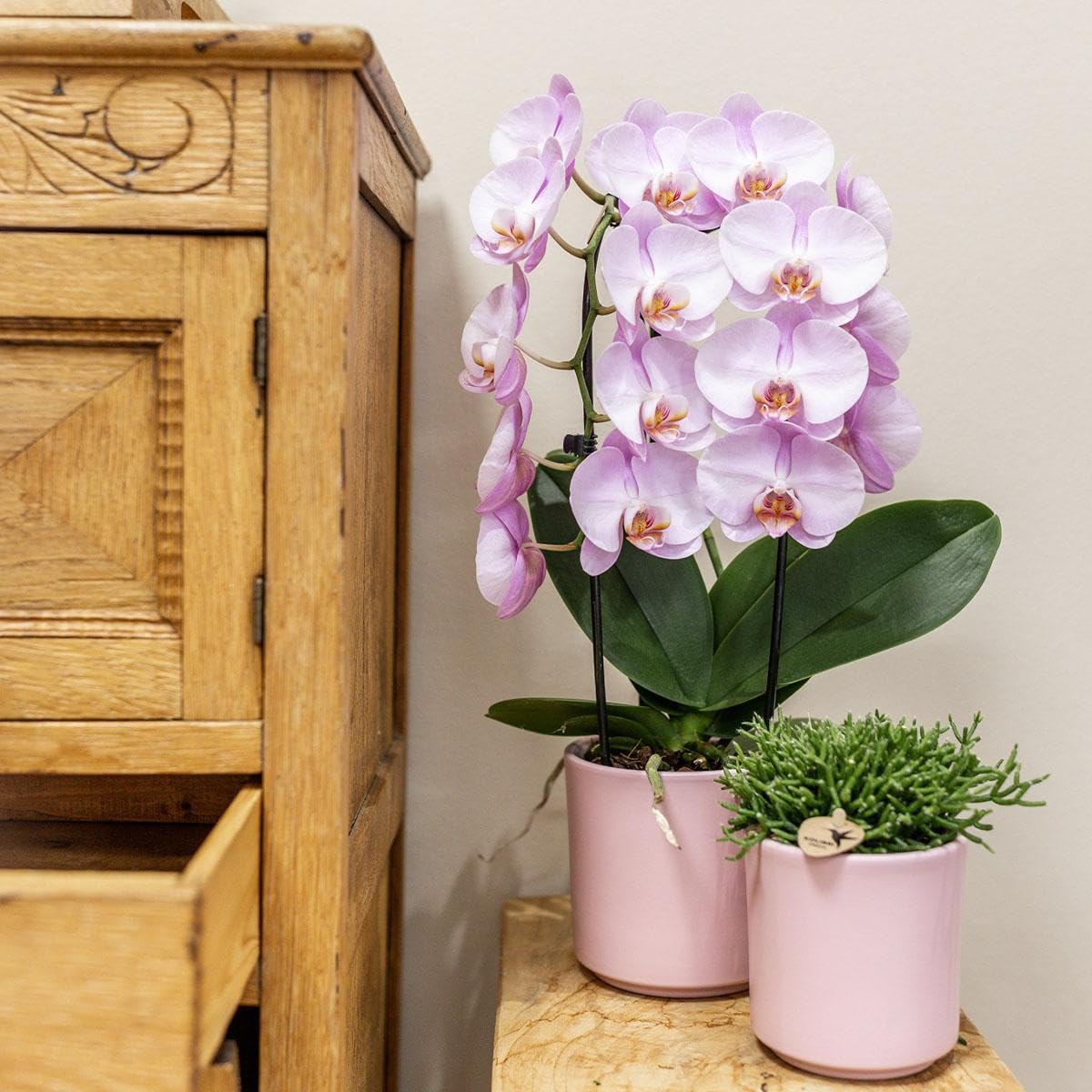 Kolibri Orchids Phalaenopsis Orchidée rose – Niagara Fall – Taille du pot Ø 12 cm | Plante d'intérieur fleurie – Fraîcheur de l'éleveur