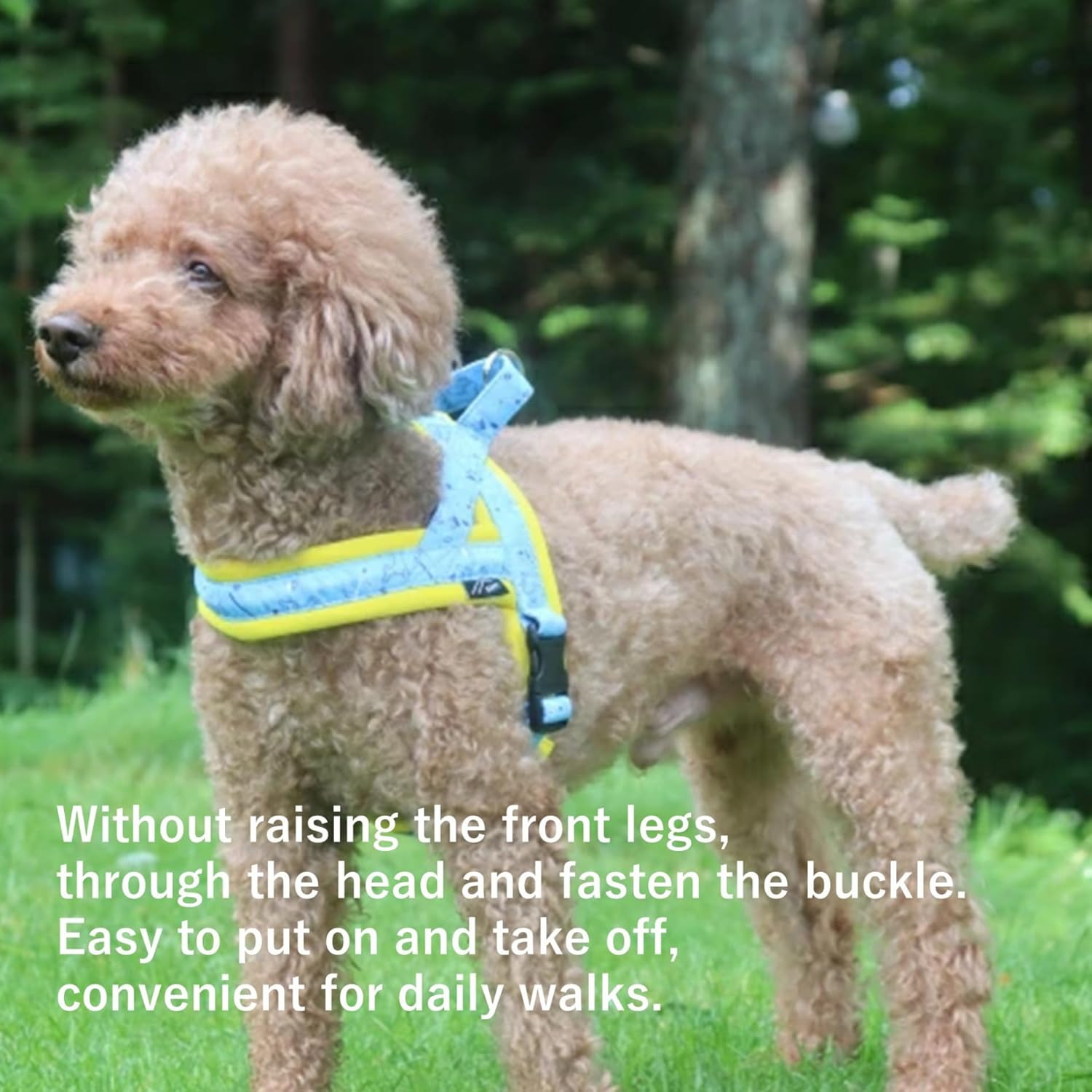 [白山:Hakusan] Rabbit Dog Harness Designed in Japan, Comfatable, Easy Put on-Off, Reflector, YKK Buckles, Useful Handle, 1 - Small & Medium Dog, Black×Turquoise