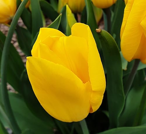 Vista 3 de Bulbos de tulipán dorados fuertes, flores amarillas perennes y grandes en forma de copa Tulipa Triumph 'Strong Gold' Tulip - Fácil de cultivar