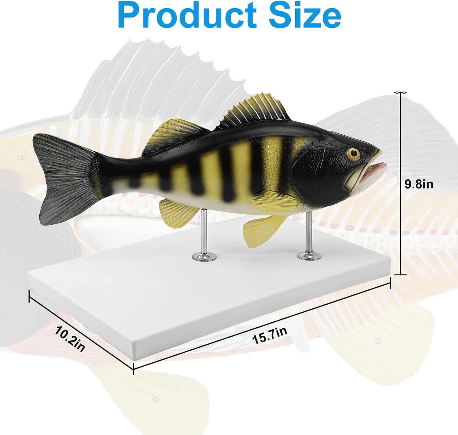 JNMFTD Fish Dissection Model,Life-Size 5 Parts Removable Perch Anatomy Model Organs Gills Skeleton Intestinal with Product Manual Card Digital Label for Medical Scientific Education Display Biology