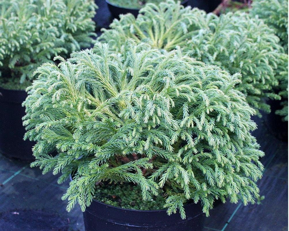 50 Red Cedar Japanese Tree Seeds ~ Cryptomeria Japonica ~"Sugi" Grown by West Seed Farm