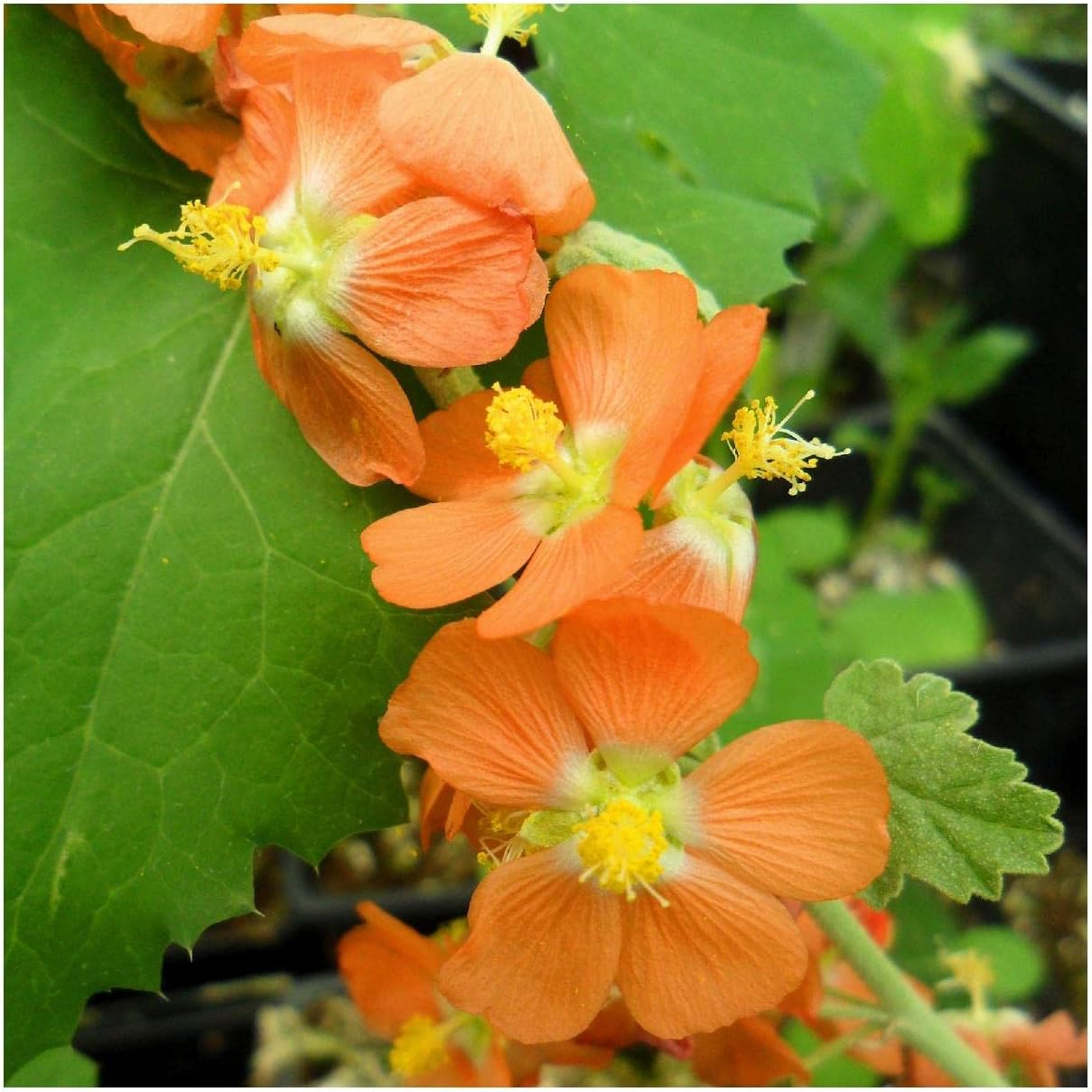 Everwilde Farms - 1/4 Lb Gooseberryleaf Globemallow Native Wildflower Seeds - Gold Vault