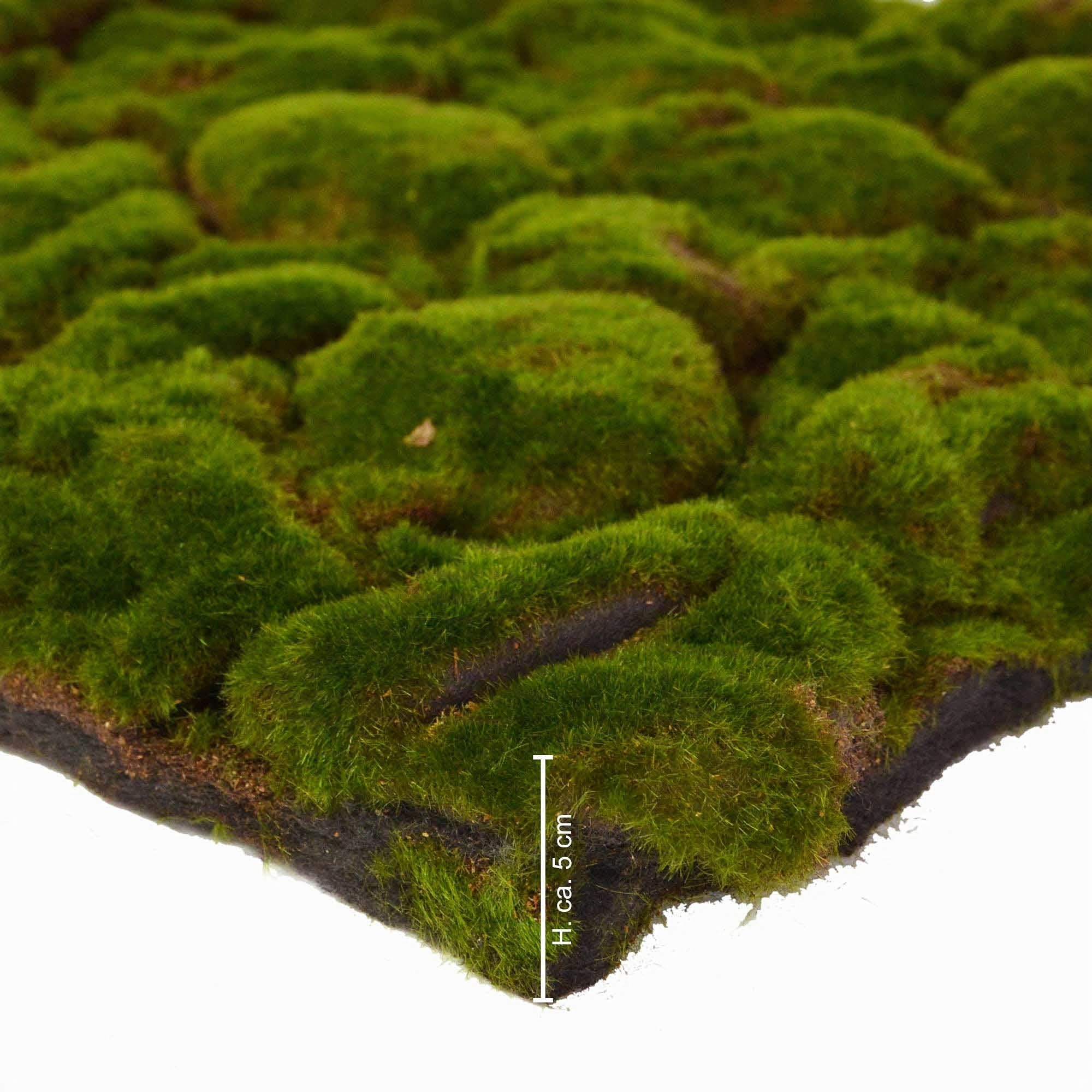 REPITERRA Terrario parete posteriore decorazione sfondo 3D muschio aspetto naturale 116x58 cm per terrari 120x60 cm