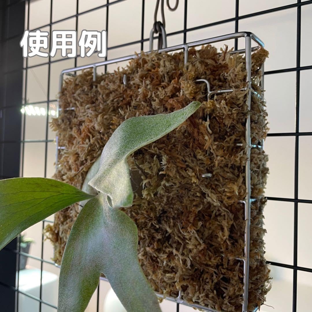 Amazon | 2個セット ビカクシダステンレスバスケット（タイプA）着生材