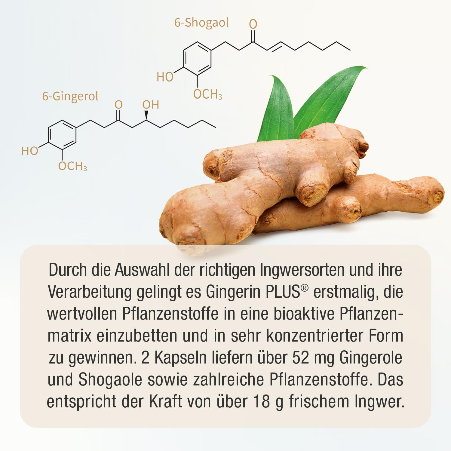 Stärkste Bio Ingwer Kapseln - 22.000mg Ingwerpulver pro Tagesdosis - höchste Gingerol & Shogaol Werte - 2 Kapseln Gingerin PLUS liefern den gleichen Ingwer Gehalt wie 33 andere Ingwertabletten