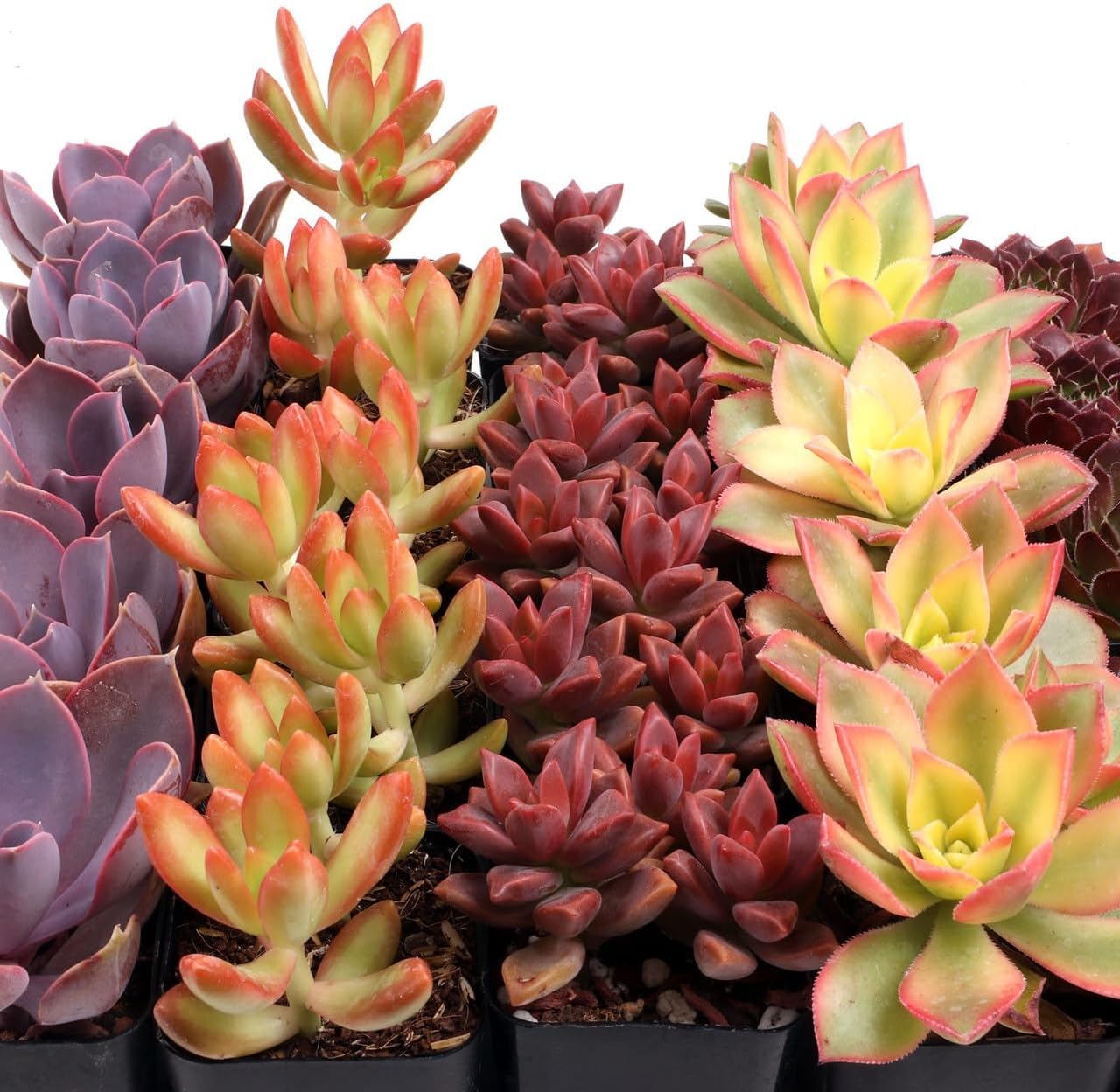 Mountain Crest Gardens Nuthin’ But Color Bulk Succulent Pack - 25 Live Plants, 5 of Each Variety, Rooted in 2 Inch Pots - Real Colorful Succulents for Displays, Events, or Resale