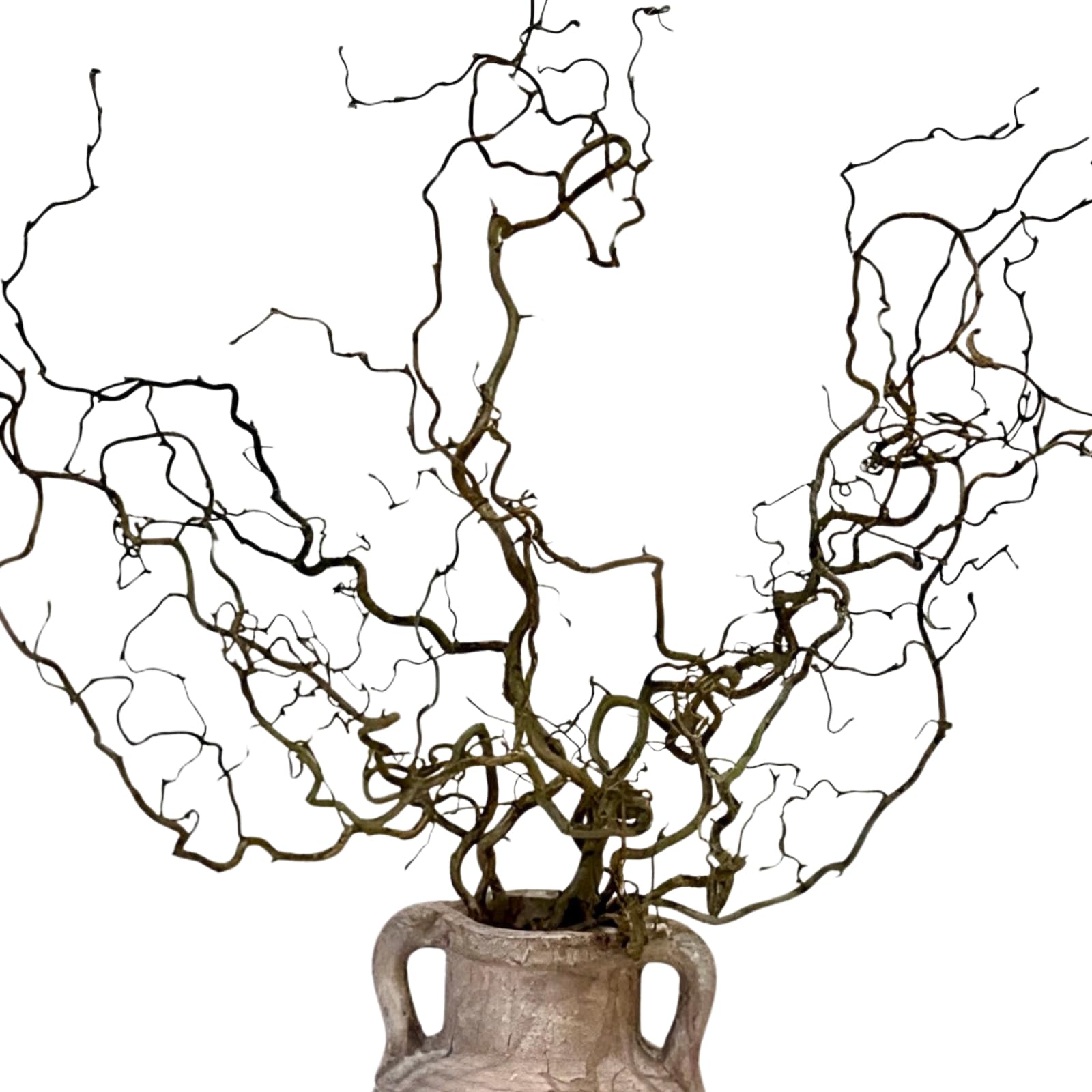 Eve & Wild Real Twisted Corylus Hazel Branches, Natural Decorative Dried Branch Decor, Curly Twigs for Vase, Japandi Twig Decor, Twisted Willow (10, X-LARGE (90-100cm))