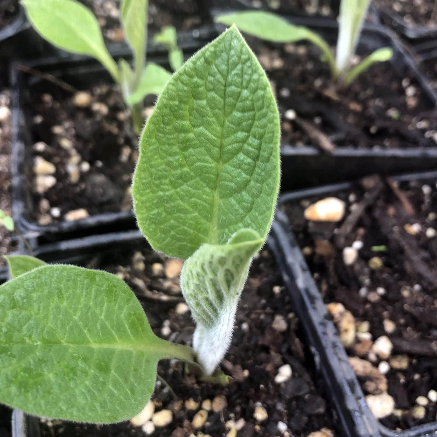 Organic Comfrey Plant - Comphrey - Knitbone Plant, (Symphytum officinale) 2.5-inch Pot - Bocking 14 Cultivar - Excellent for Salves, Perennial Herb