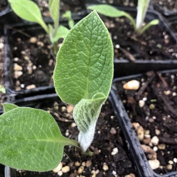 Smoke Camp Crafts Comfrey Plant, Symphytum officinale, Beautiful Knitbone Plants, Garden Decor, 2.5 Pot
