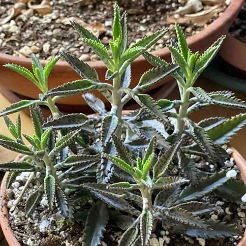 Miniatura 2 de 5 plantas raras de Kalanchoe vivas, suculentas madres de miles de Kalanchoe plantas vivas madres de miles de millones