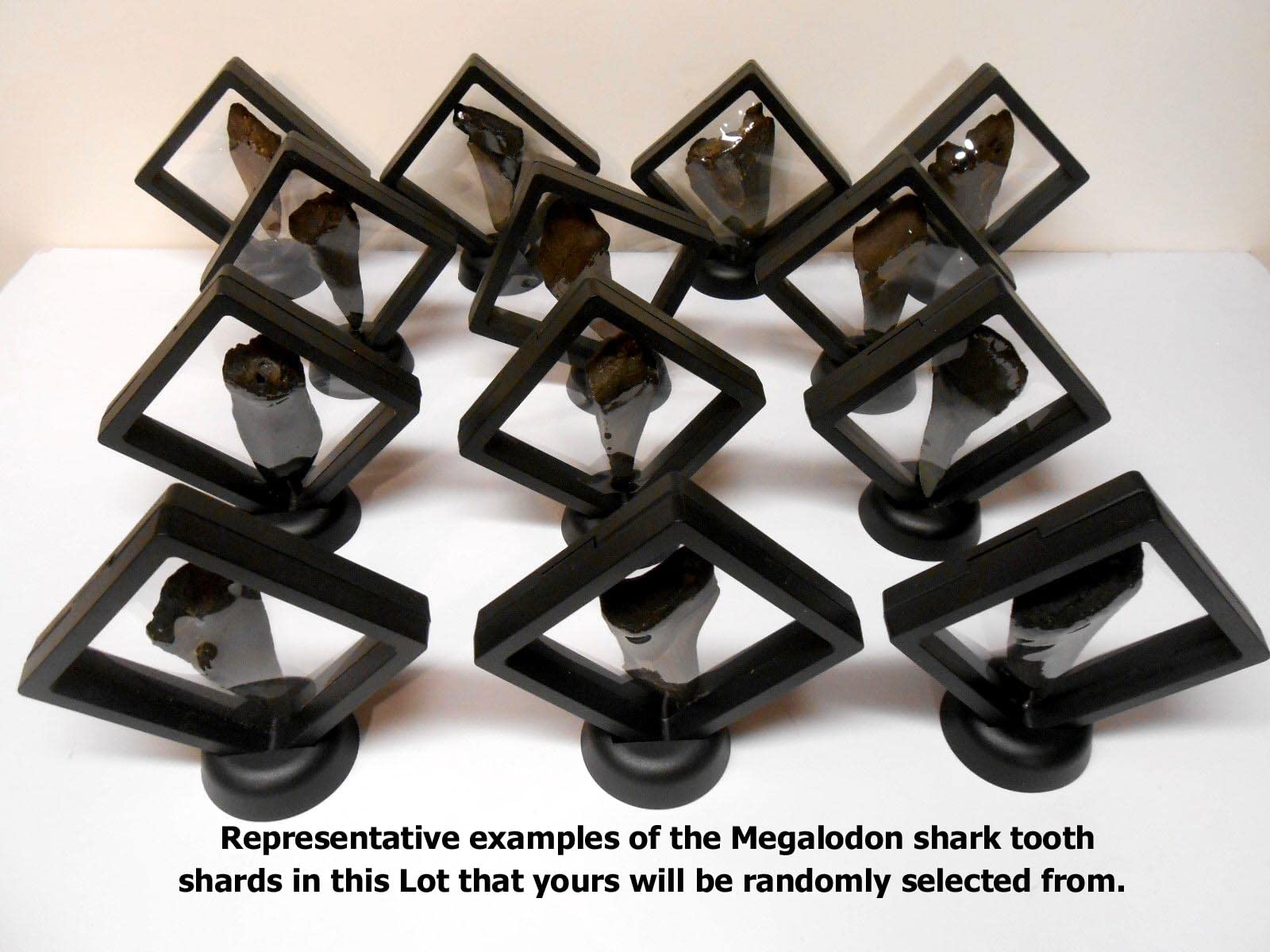 Amazon.co.jp: 本物のメガロドン サメの歯 フローティングフレーム COA付き : おもちゃ