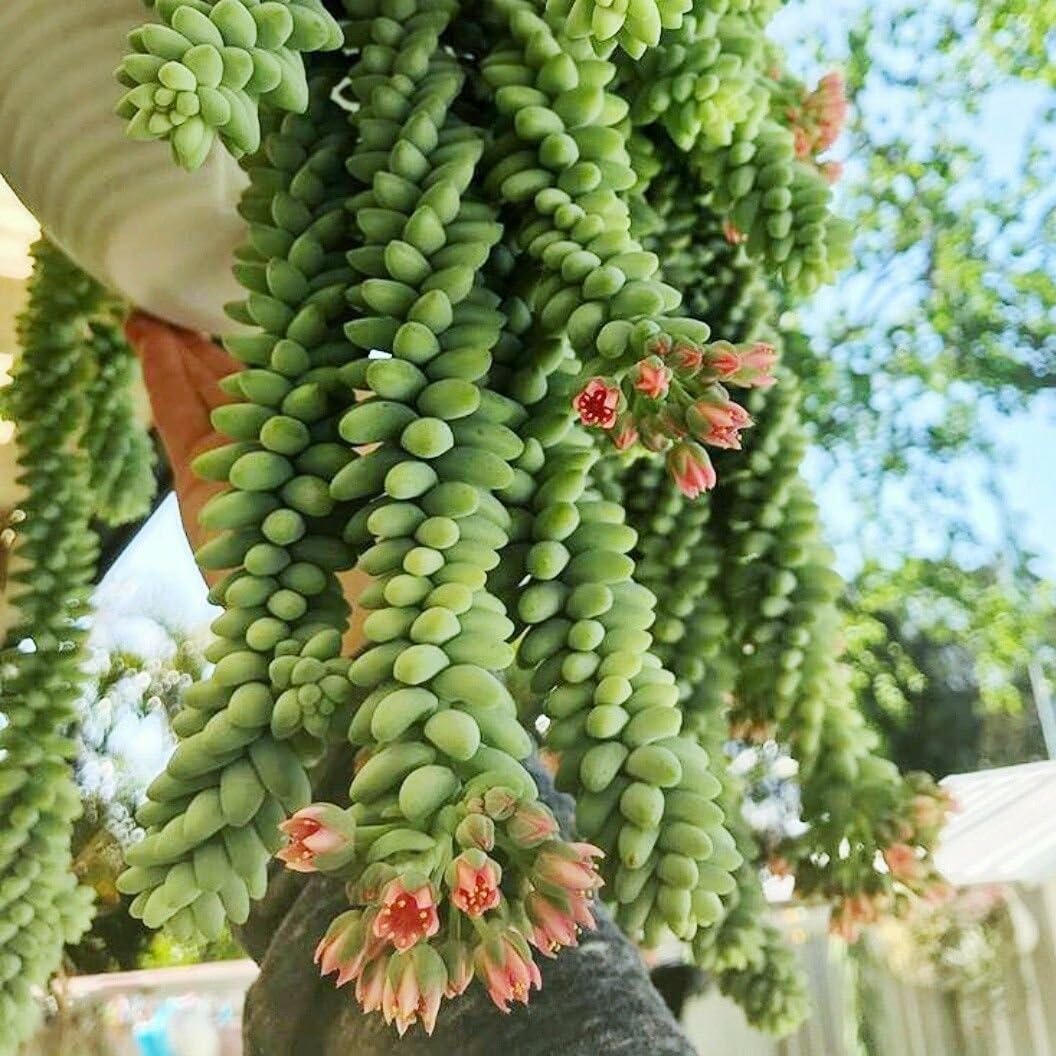 Sedum Burrito Donkey Tail Rare Succulent Plant
