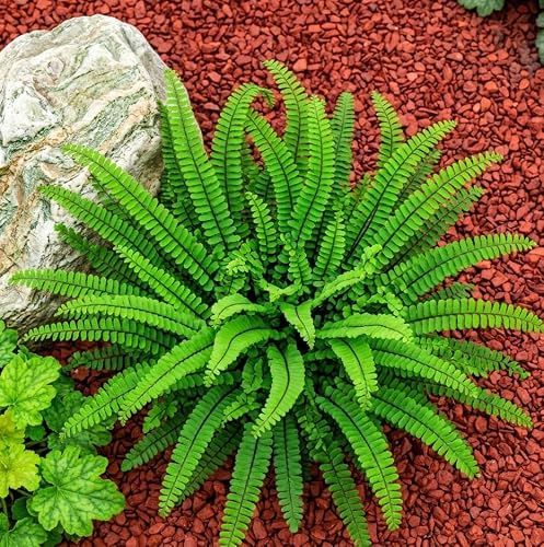 5 Ebony Spleenwort Fern Roots - Bareroot Live Fern Rhizomes