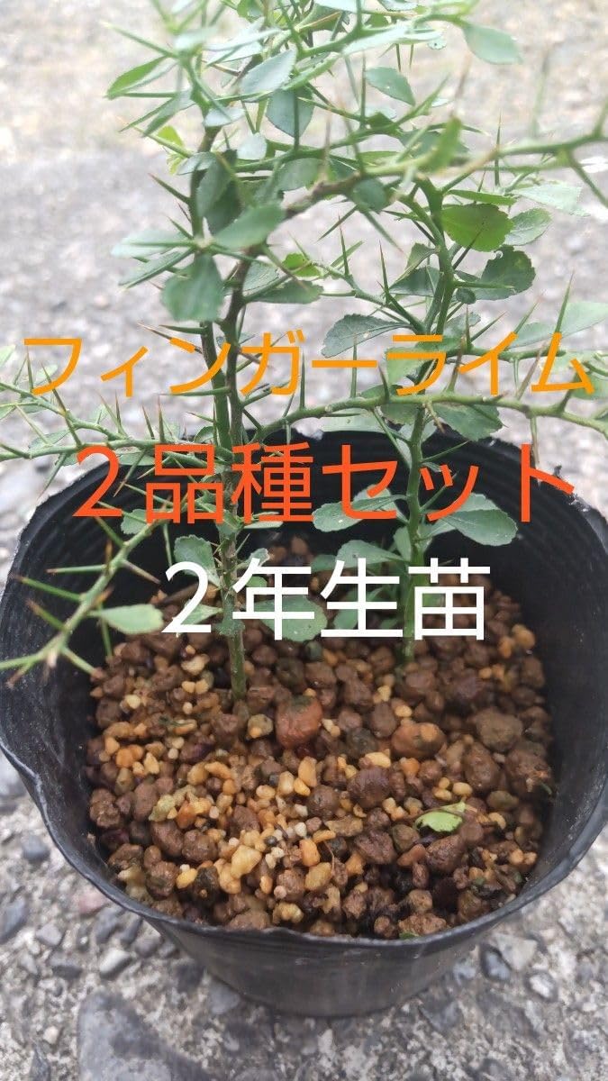 フィンガーライム苗 2年生苗 2種セット ウォーコップ