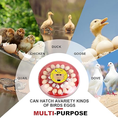 Miniatura 6 de Incubadora de 30 huevos 1-30 huevos con pantalla de humedad, girador automático de huevos, vela de huevos, con asa, calefacción uniforme, espacio