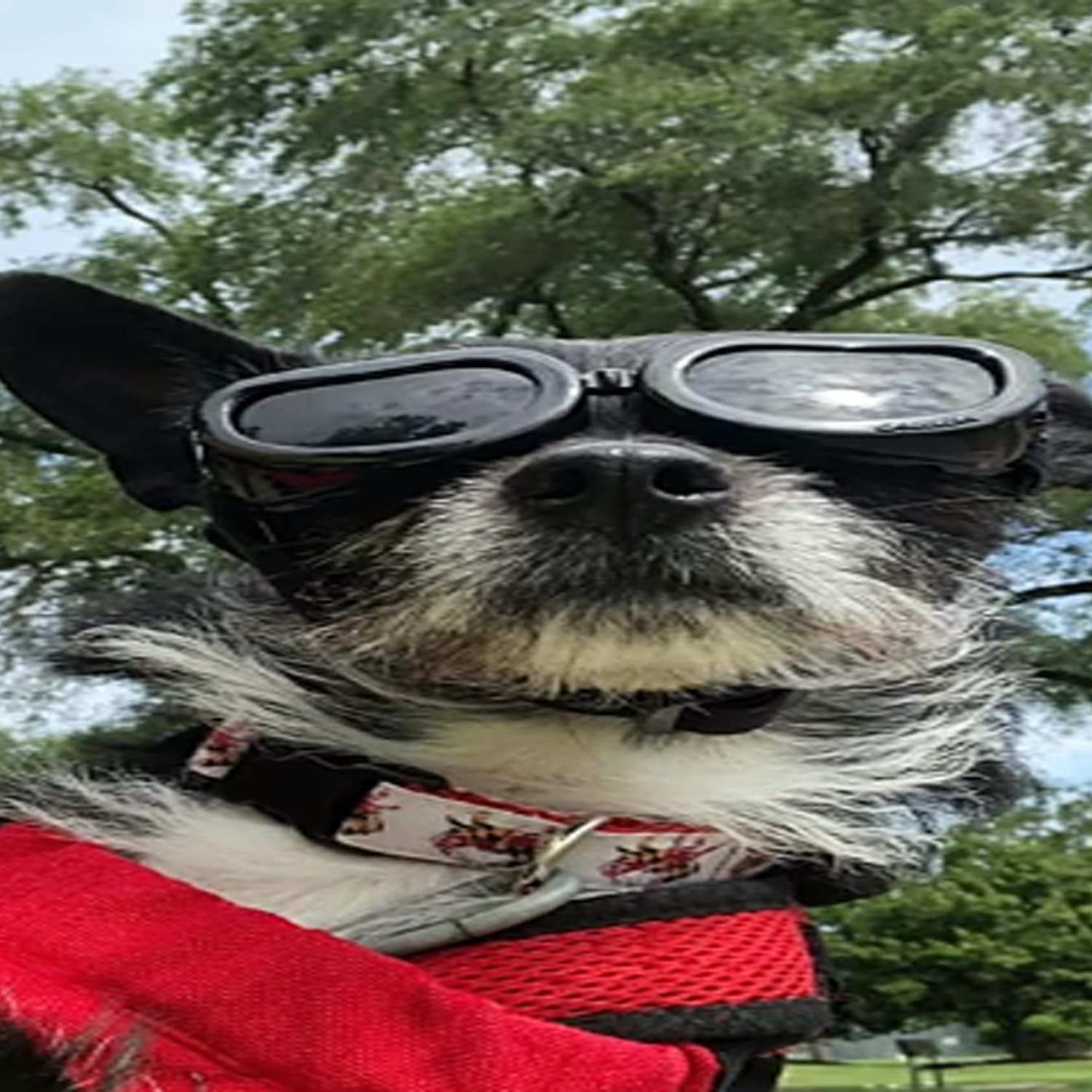 2Pcs Pet Sunglasses Windproof and Uv Protected Pet Goggles for Small Dogs