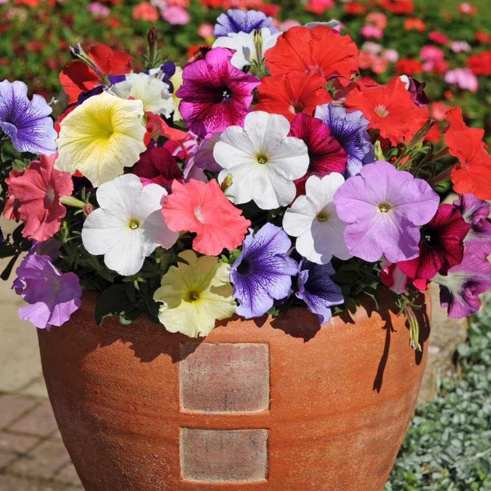 Petunia Flower Plants Garden Ready Plugs Bedding & Hanging Basket Pot