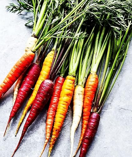 Plantación de vegetales de zanahoria arco iris  Cinco colores rojo, naranja, morado, blanco y amarillo, 1500 semillas para plantar