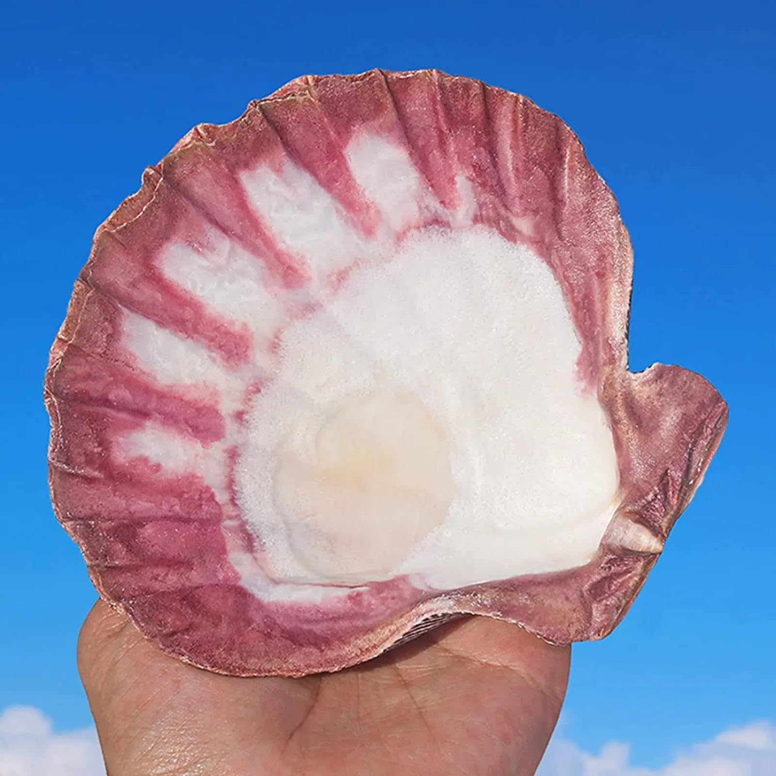 Conchiglie per decorazione, 1 pezzo, 12 cm-15 cm, conchiglie naturali da spiaggia per artigianato, pittura, spiaggia, decorazione di nozze